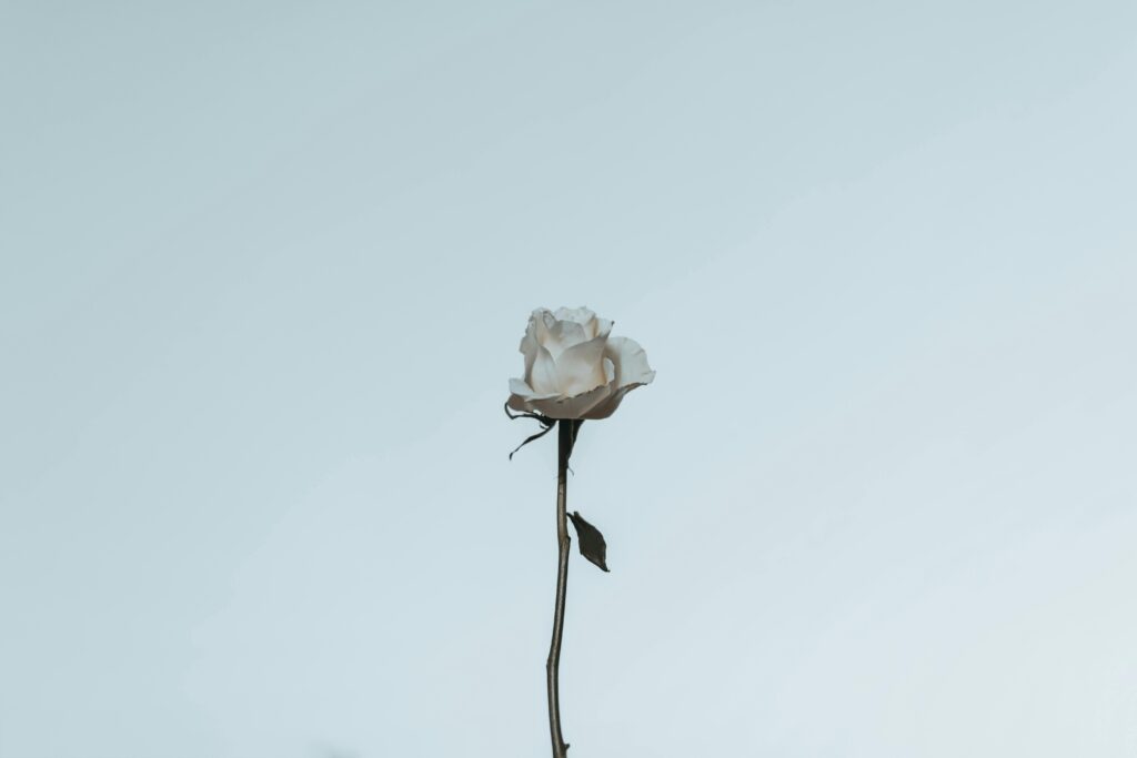 A single white rose with a minimal background, creating an elegant and serene visual.